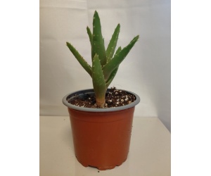 aloe_perfoliata_10_11748664
