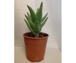 aloe_perfoliata_12_1044550