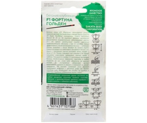 begoniyafortuna1-min