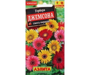 gerbera
