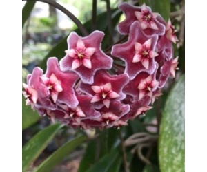 hoya_publikalix_1652728106