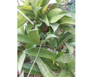 hoyapublikalis_2052360550