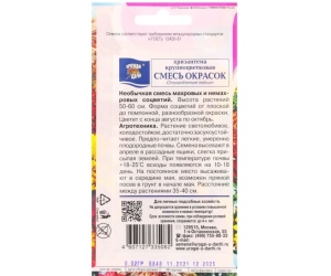 hrizantema1-min