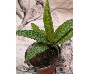 ledeburia_1800003752