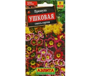 primula