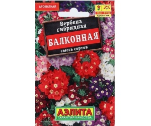 verbena