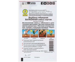 verbena1