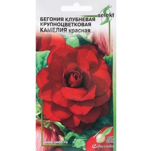 begoniyakameliya-min