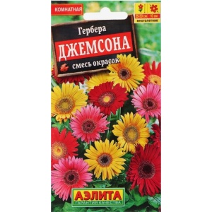 gerbera