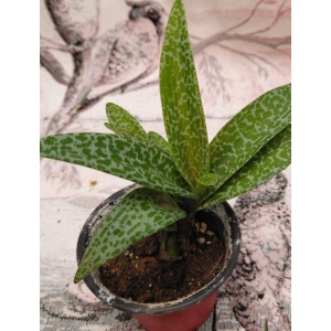 ledeburia_1800003752