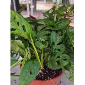 monstera12_1824561442
