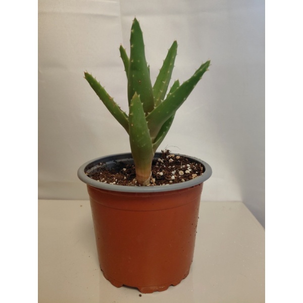 aloe_perfoliata_10