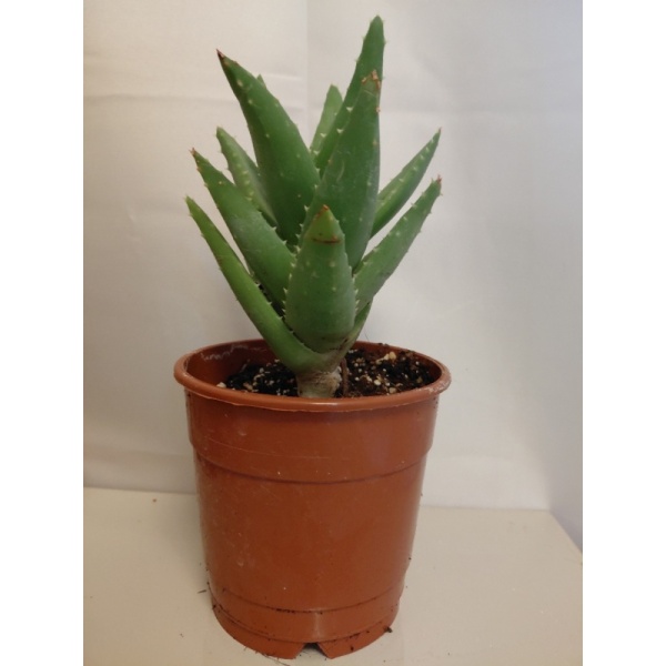 aloe_perfoliata_12