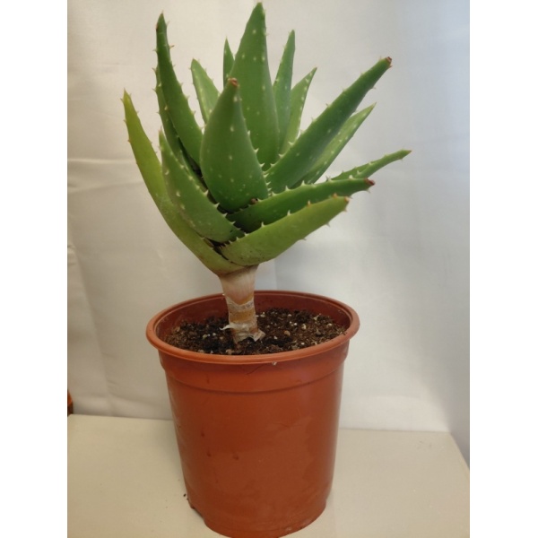 aloe_perfoliata_18_638803623