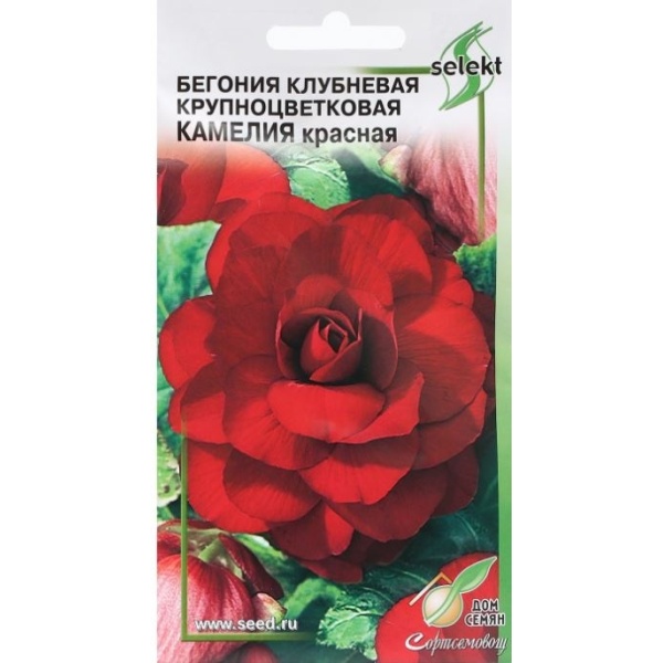 begoniyakameliya-min