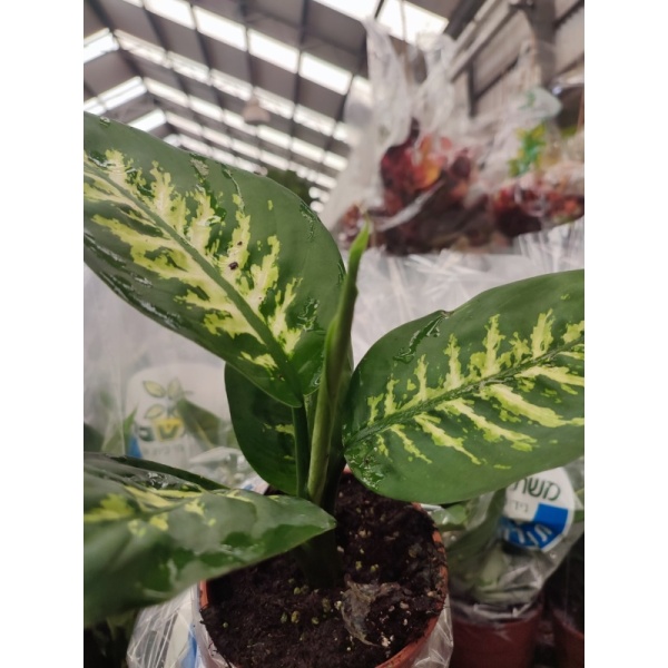 difenbahiasnou12-min_1386454503