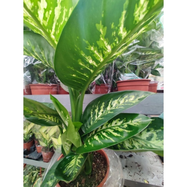 difenbahiasnou15-min