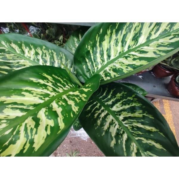 difenbahiasnou18-min