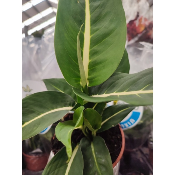 difinbahiagrinmegik12_320473538