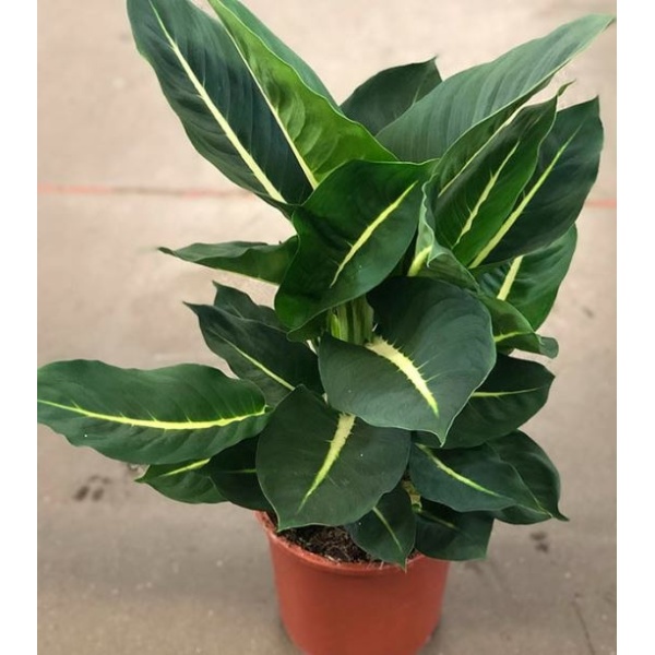 difinbahiagrinmegik15-min