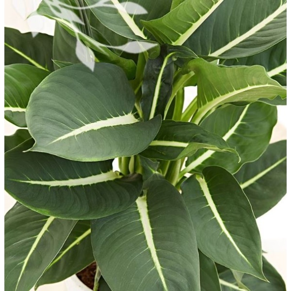 difinbahiagrinmegik18-min