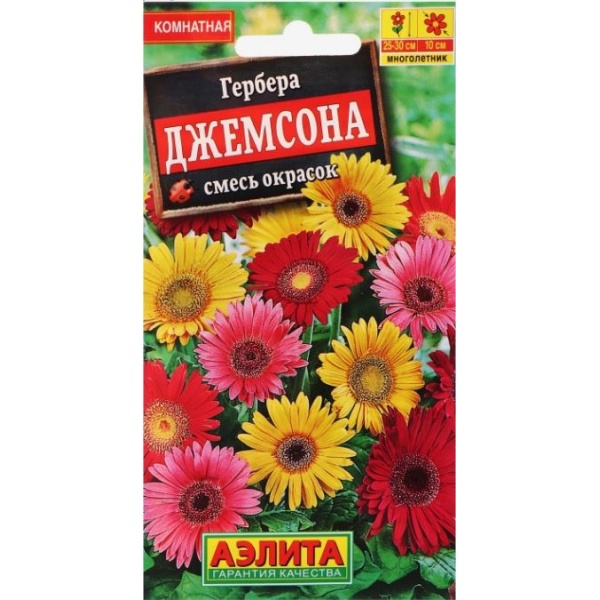 gerbera