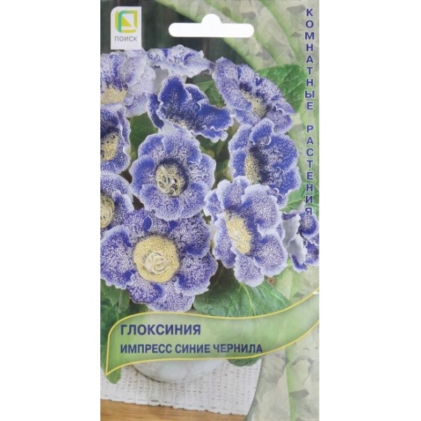 gloksiniyasch-min