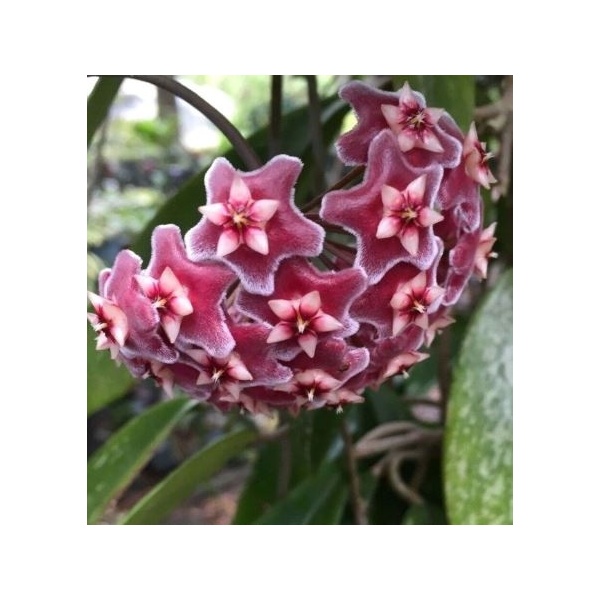 hoya_publikalix_1531418443