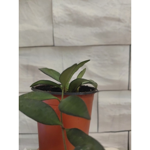 hoya_vayeti1_1555674250