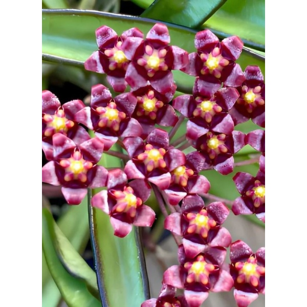 hoya_vayeti_1817841097