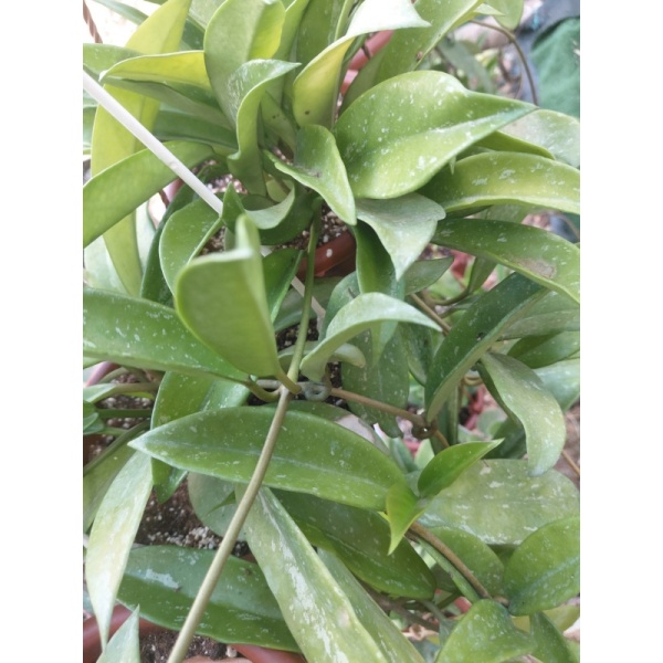 hoyapublikalis_2044273263