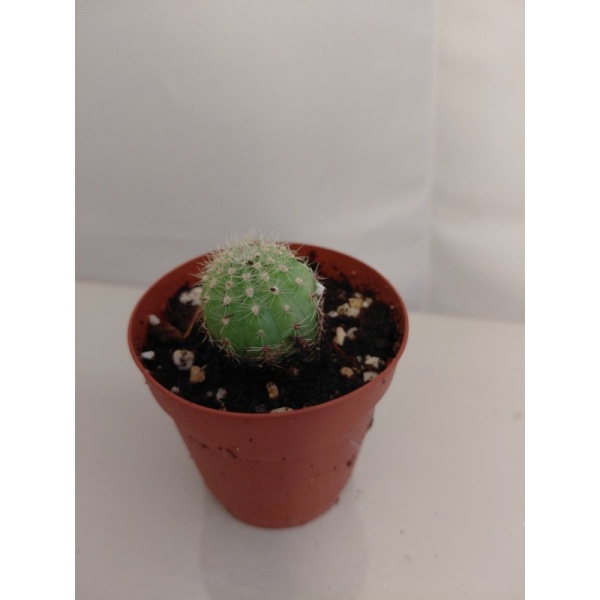 kaktus3_5_1341894085