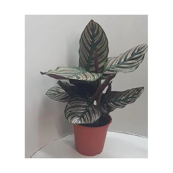 kalateiaoranta-min_534540002