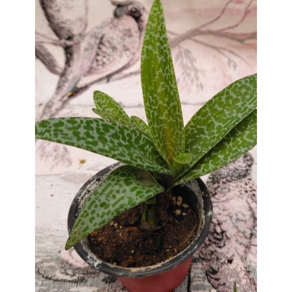 ledeburia_1800003752