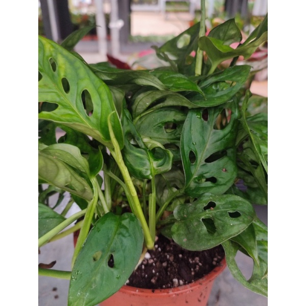 monstera15_397298570