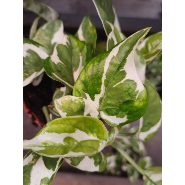 signoniumgw-min_304129726