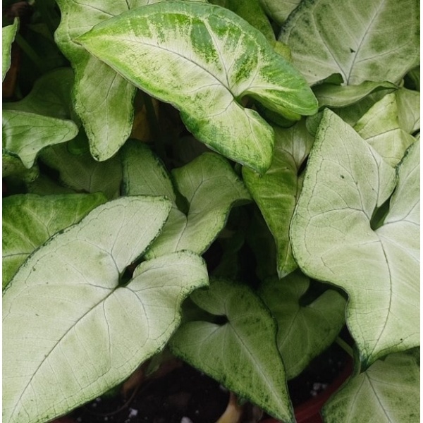 signoniuml-min_802597558