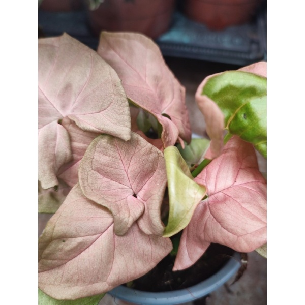 signoniumv-min_967657512