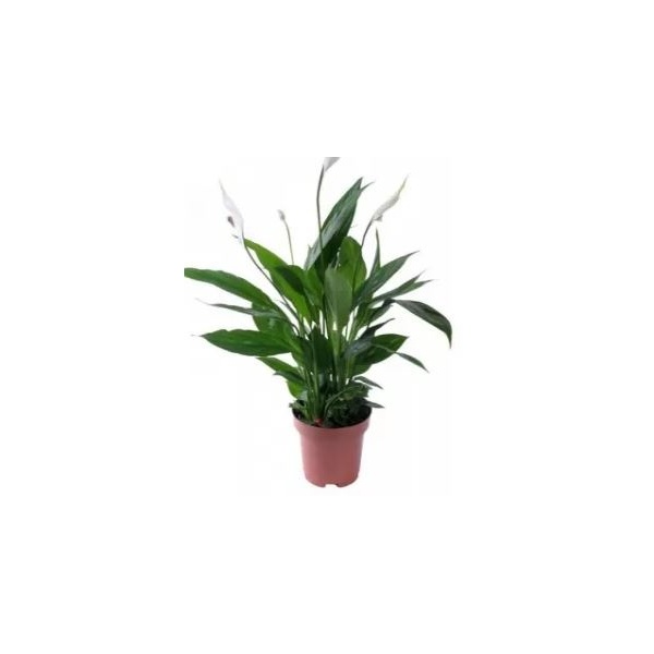 spat12-min_288818270